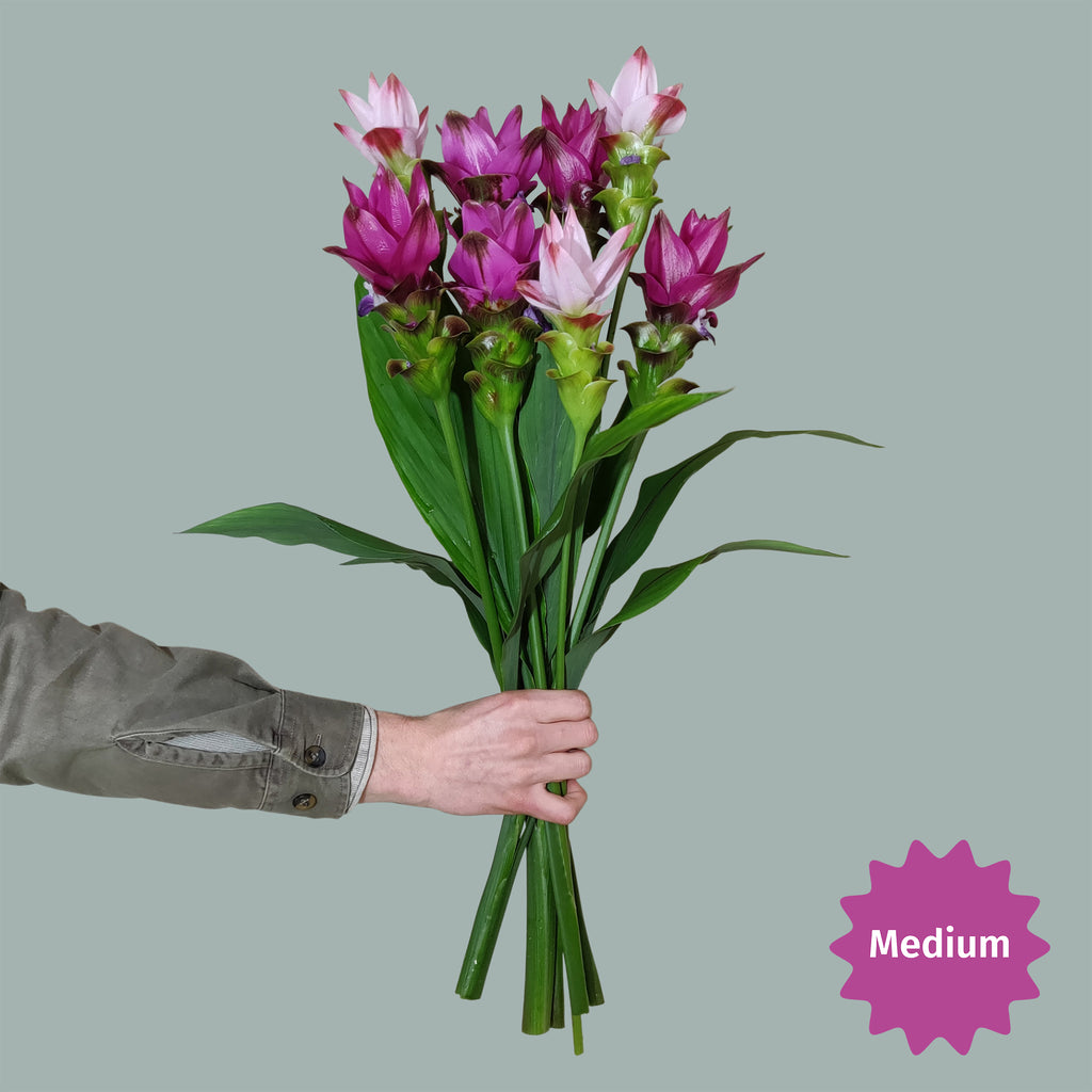 Kurkuma boeket roze tinten medium, curcuma bloem
