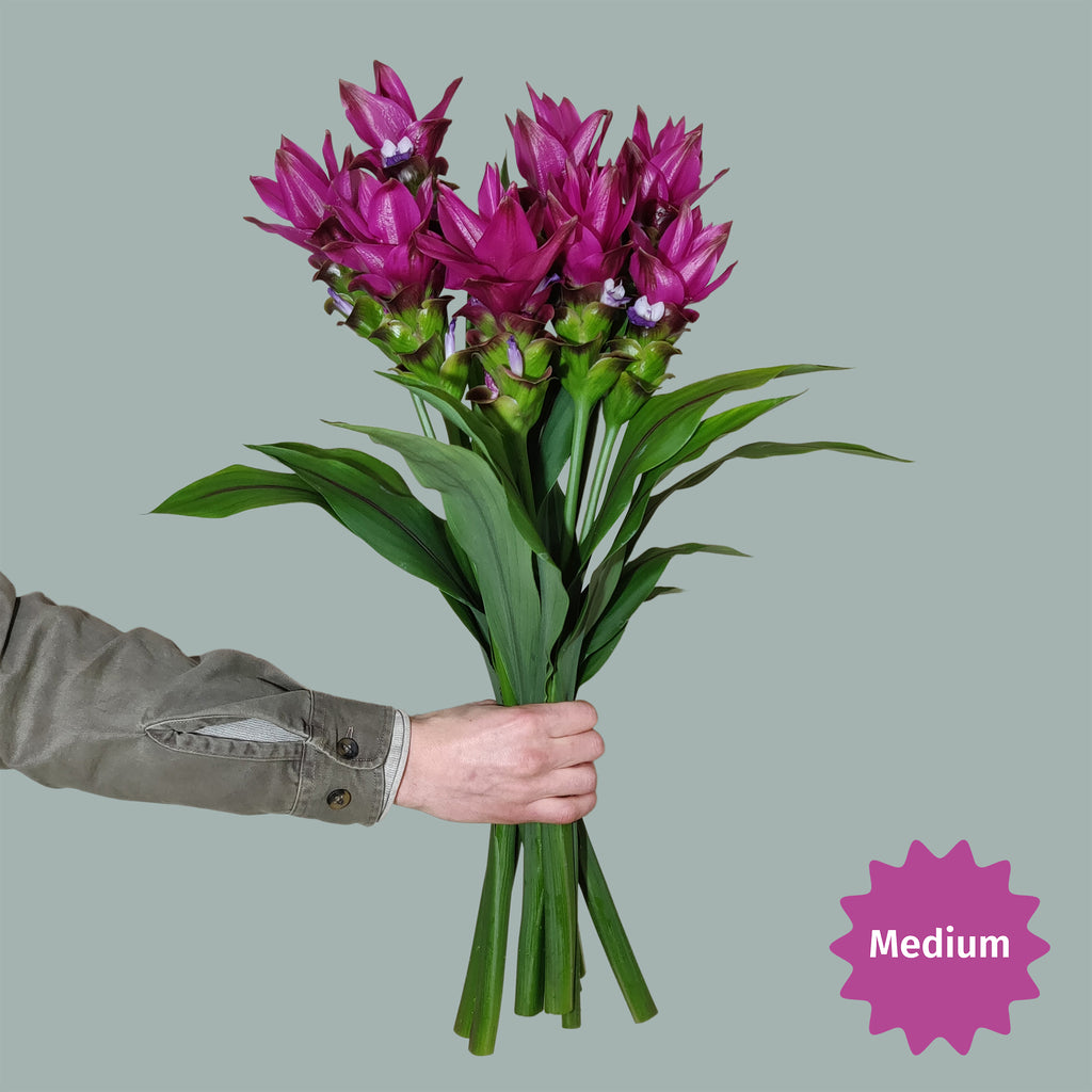 Kurkuma bloemen paars, boeket Karen Medium