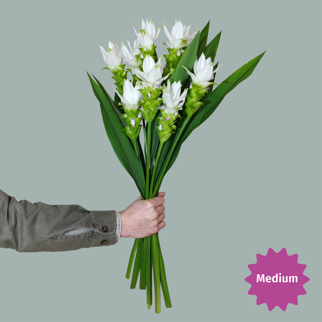 kurkuma bloem wit, curcuma boeket Kasper medium